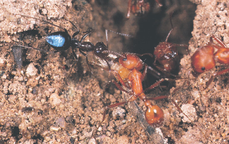 Иллюстрация к книге — Путешествие к муравьям [i_107.jpg]