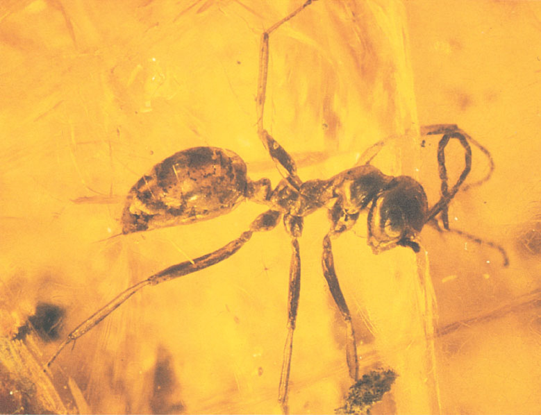 Иллюстрация к книге — Путешествие к муравьям [i_109.jpg]