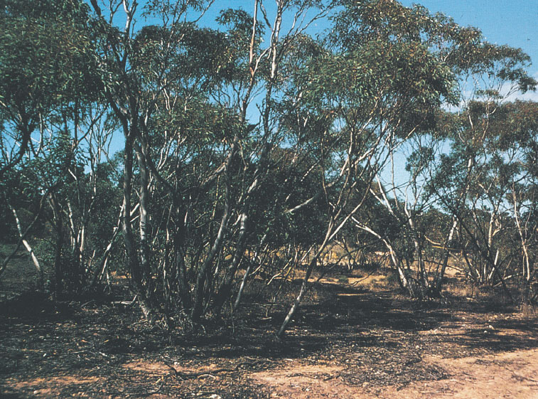 Иллюстрация к книге — Путешествие к муравьям [i_112.jpg]