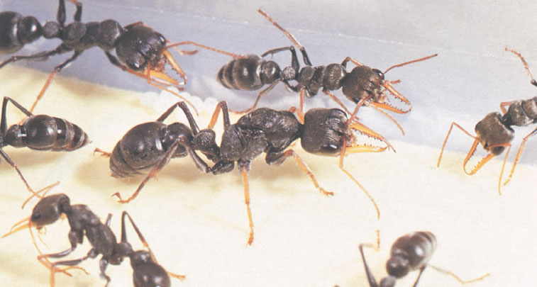 Иллюстрация к книге — Путешествие к муравьям [i_113.jpg]