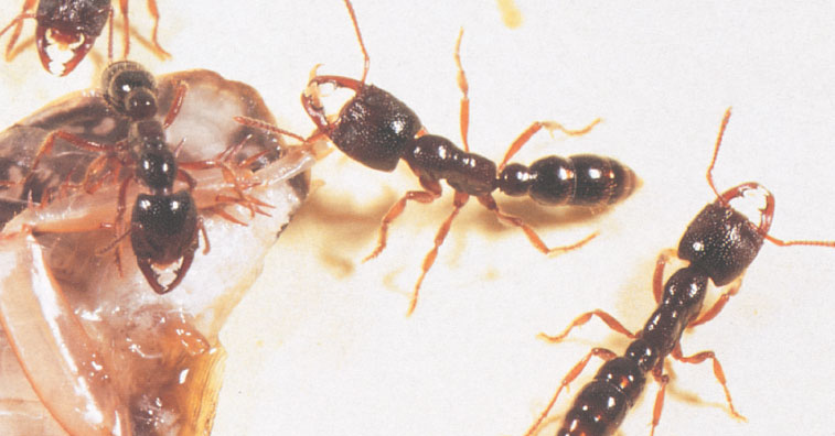 Иллюстрация к книге — Путешествие к муравьям [i_114.jpg]