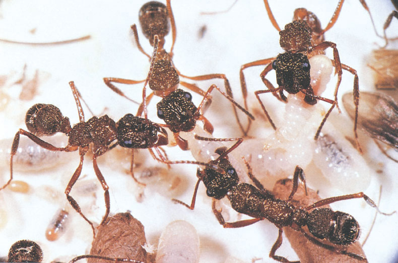 Иллюстрация к книге — Путешествие к муравьям [i_115.jpg]