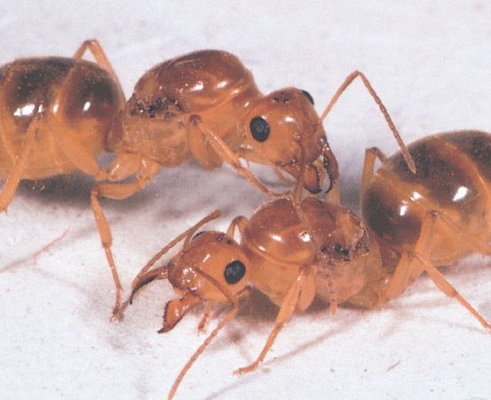 Иллюстрация к книге — Путешествие к муравьям [i_116.jpg]