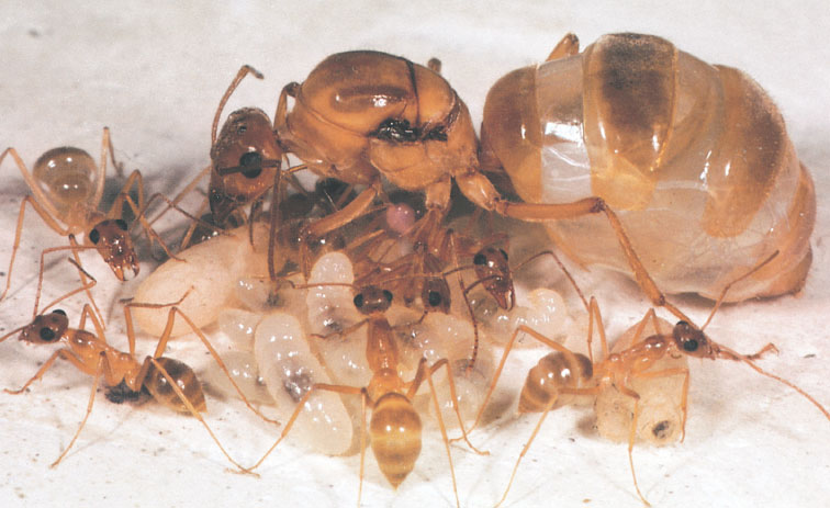 Иллюстрация к книге — Путешествие к муравьям [i_117.jpg]