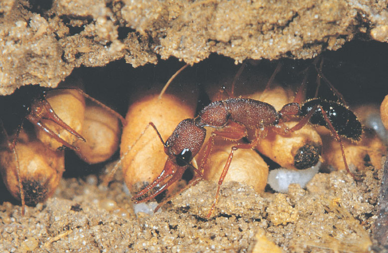 Иллюстрация к книге — Путешествие к муравьям [i_118.jpg]