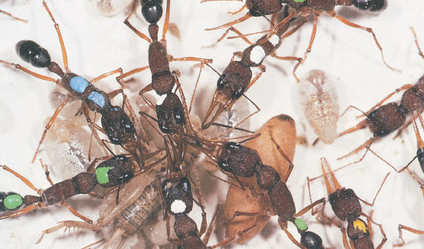 Иллюстрация к книге — Путешествие к муравьям [i_119.jpg]