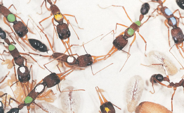 Иллюстрация к книге — Путешествие к муравьям [i_120.jpg]