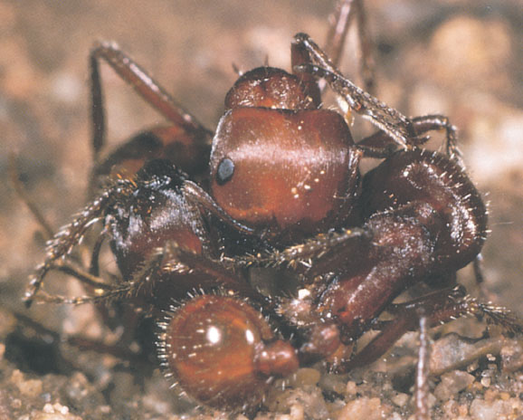 Иллюстрация к книге — Путешествие к муравьям [i_121.jpg]