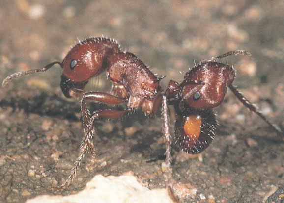 Иллюстрация к книге — Путешествие к муравьям [i_122.jpg]