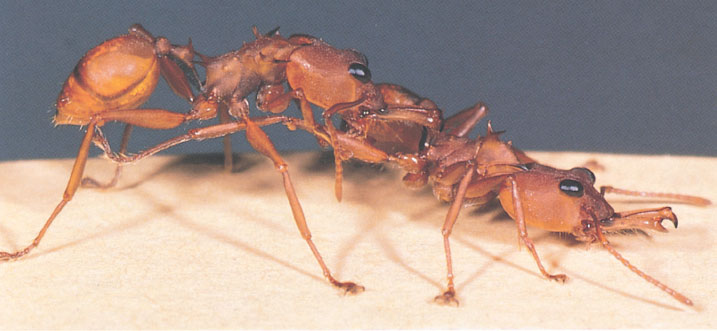 Иллюстрация к книге — Путешествие к муравьям [i_123.jpg]