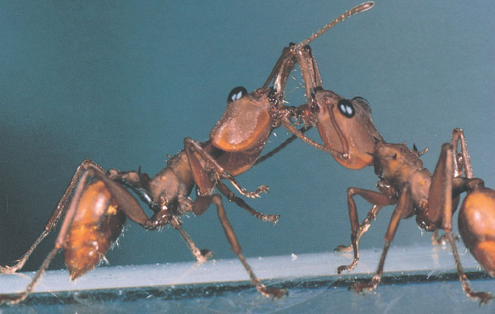 Иллюстрация к книге — Путешествие к муравьям [i_124.jpg]