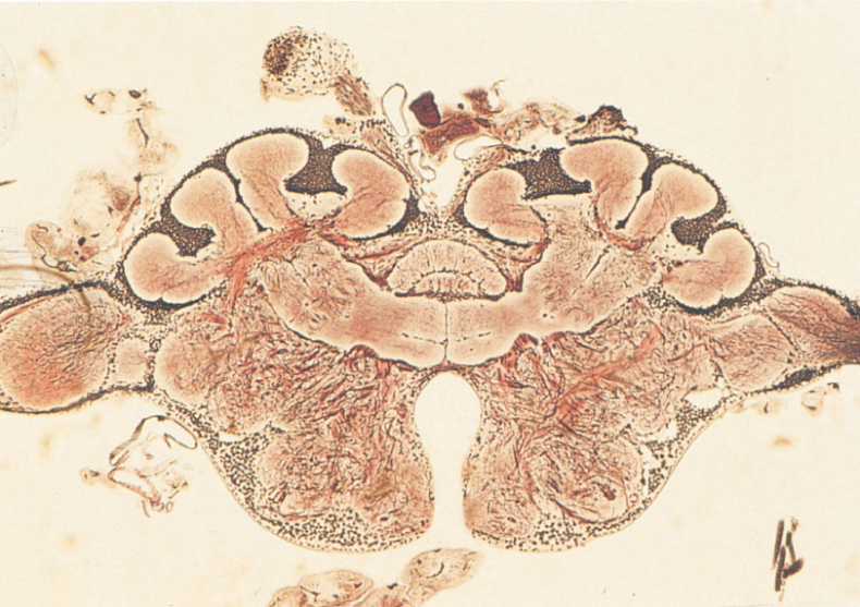 Иллюстрация к книге — Путешествие к муравьям [i_127.jpg]