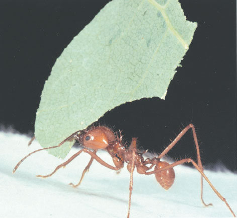 Иллюстрация к книге — Путешествие к муравьям [i_129.jpg]