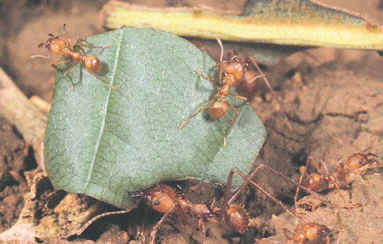 Иллюстрация к книге — Путешествие к муравьям [i_130.jpg]