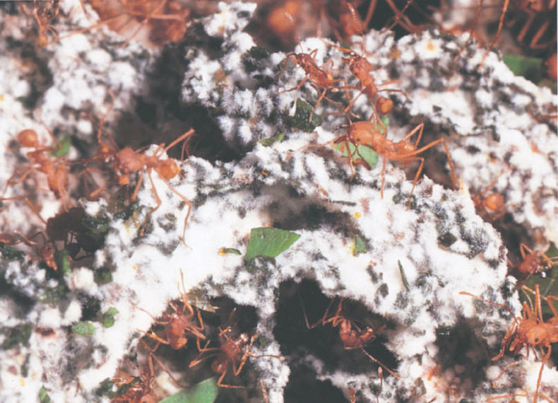 Иллюстрация к книге — Путешествие к муравьям [i_132.jpg]