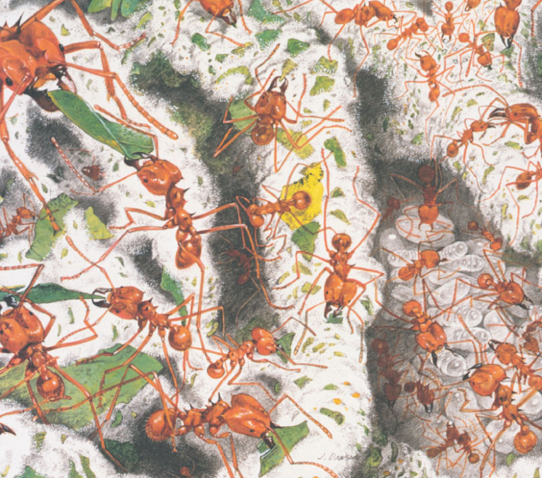 Иллюстрация к книге — Путешествие к муравьям [i_133.jpg]