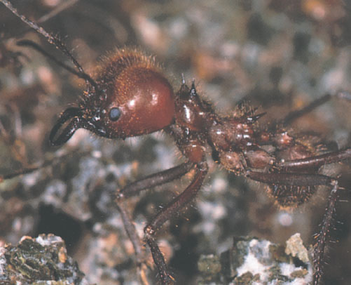 Иллюстрация к книге — Путешествие к муравьям [i_136.jpg]