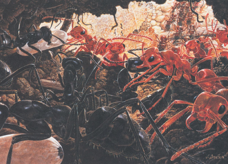 Иллюстрация к книге — Путешествие к муравьям [i_137.jpg]