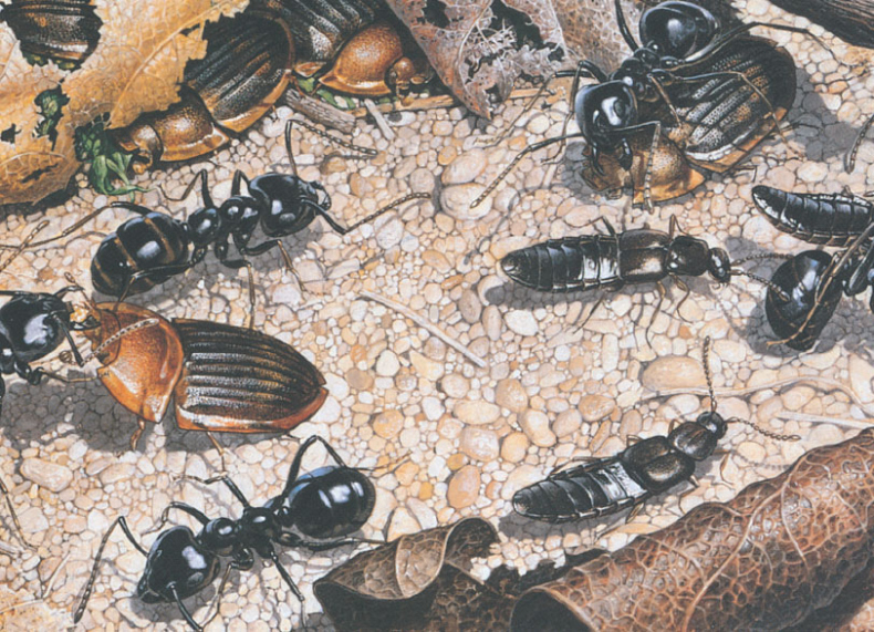 Иллюстрация к книге — Путешествие к муравьям [i_138.jpg]