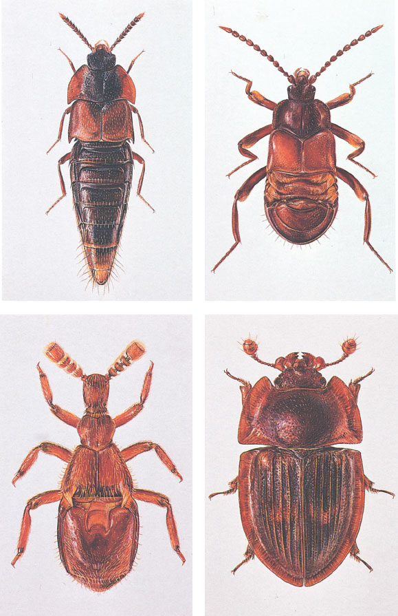 Иллюстрация к книге — Путешествие к муравьям [i_140.jpg]