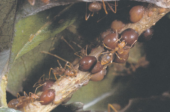 Иллюстрация к книге — Путешествие к муравьям [i_142.jpg]