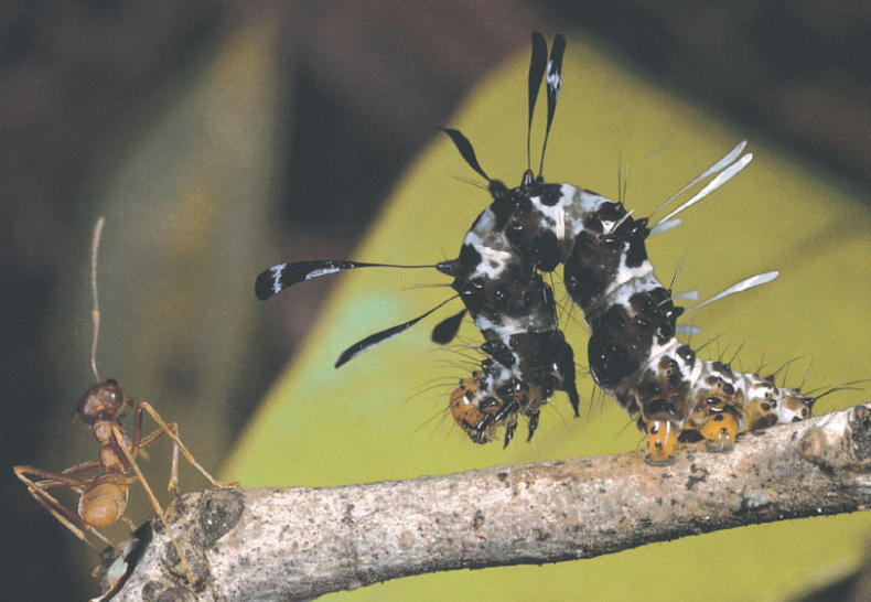 Иллюстрация к книге — Путешествие к муравьям [i_145.jpg]