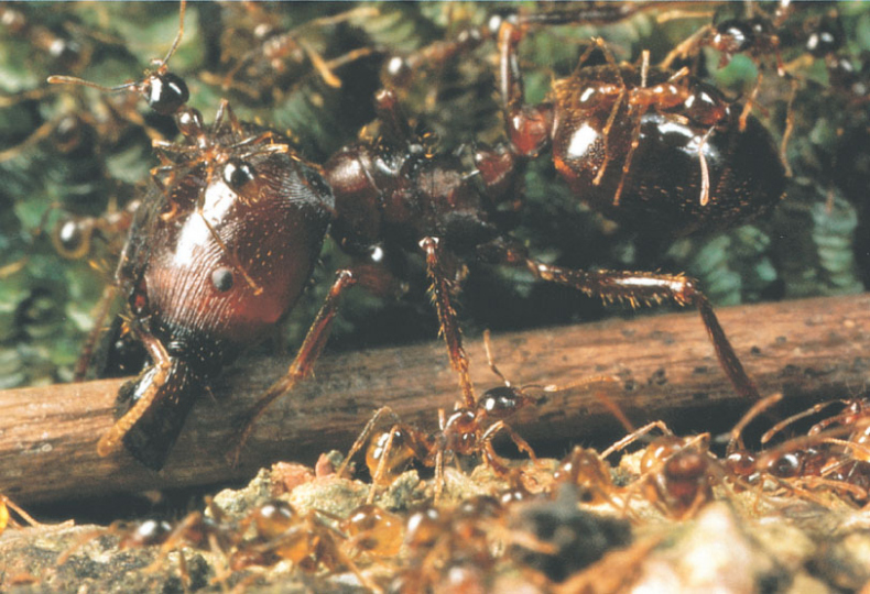 Иллюстрация к книге — Путешествие к муравьям [i_149.jpg]