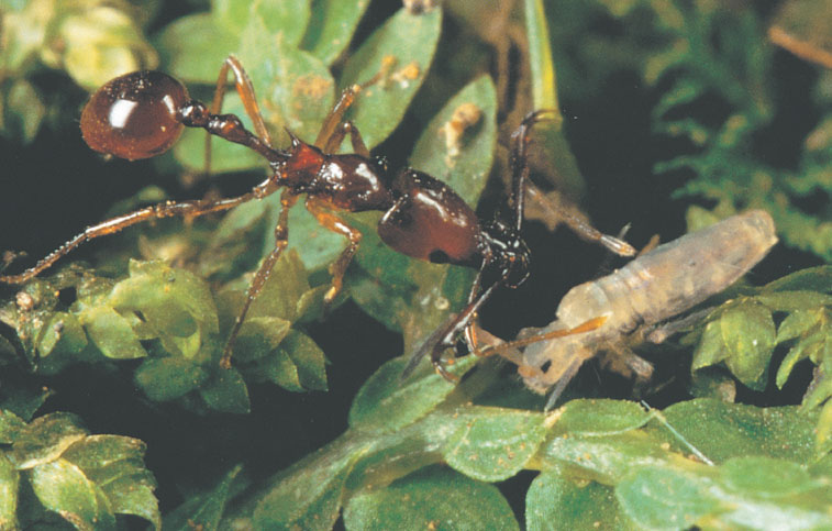 Иллюстрация к книге — Путешествие к муравьям [i_150.jpg]