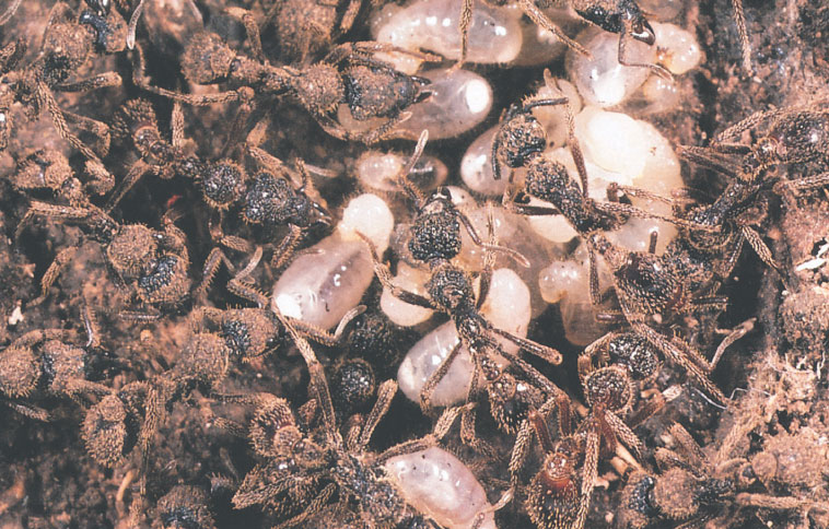 Иллюстрация к книге — Путешествие к муравьям [i_152.jpg]