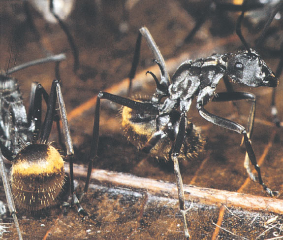 Иллюстрация к книге — Путешествие к муравьям [i_154.jpg]