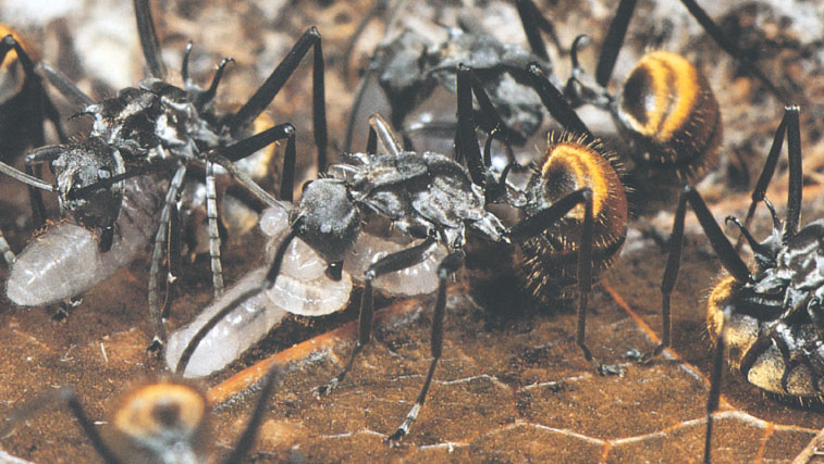 Иллюстрация к книге — Путешествие к муравьям [i_155.jpg]