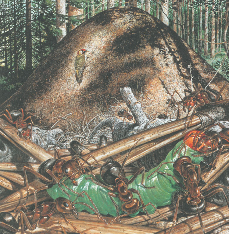 Иллюстрация к книге — Путешествие к муравьям [i_157.jpg]