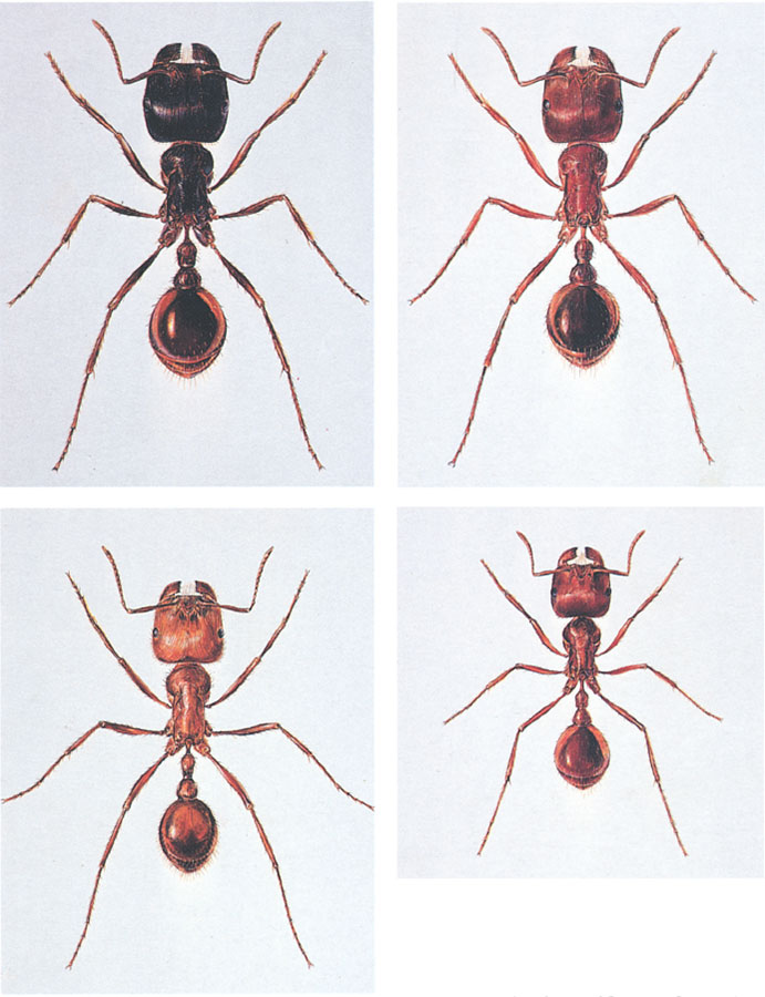 Иллюстрация к книге — Путешествие к муравьям [i_158.jpg]