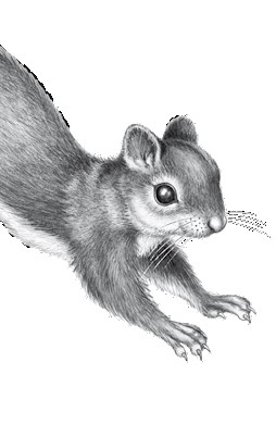 Иллюстрация к книге — Тайна Холли [i_007.jpg]