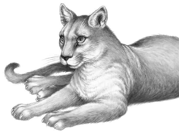 Иллюстрация к книге — Тайна Холли [i_031.jpg]