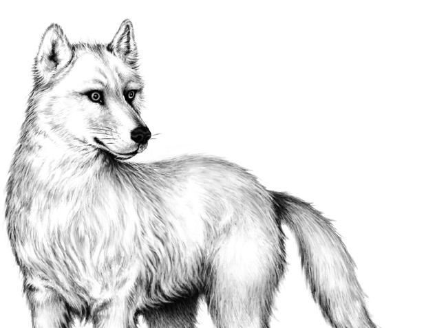 Иллюстрация к книге — Тайна Холли [i_040.jpg]