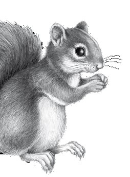 Иллюстрация к книге — Тайна Холли [i_056.jpg]