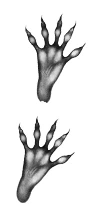 Иллюстрация к книге — Тайна Холли [i_060.jpg]