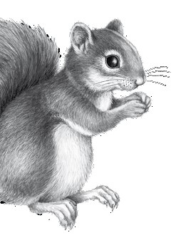 Иллюстрация к книге — Тайна Холли [i_069.jpg]