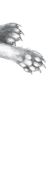 Иллюстрация к книге — Тайна Холли [i_093.jpg]