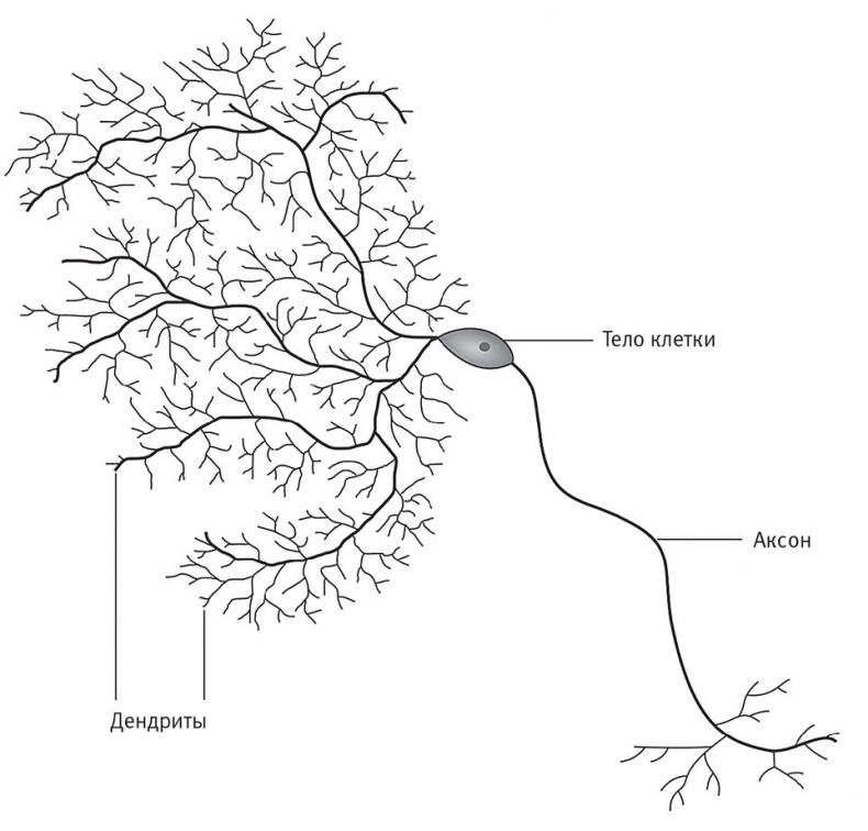 Иллюстрация к книге — Перерастая бога. Пособие для начинающих [i_001.jpg]