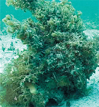 Иллюстрация к книге — Перерастая бога. Пособие для начинающих [i_012.jpg]