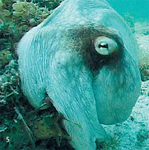 Иллюстрация к книге — Перерастая бога. Пособие для начинающих [i_013.jpg]