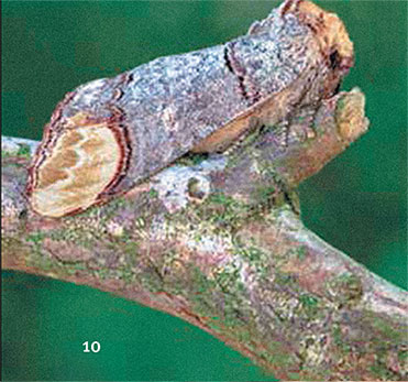 Иллюстрация к книге — Перерастая бога. Пособие для начинающих [i_018.jpg]