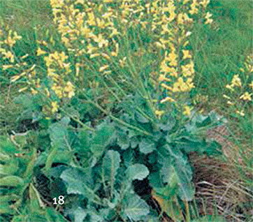 Иллюстрация к книге — Перерастая бога. Пособие для начинающих [i_026.jpg]