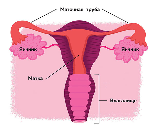 Иллюстрация к книге — Как устроены девочки. Об изменениях фигуры, внешности, перепадах настроения, а также о гигиене и питании [i_016.jpg]