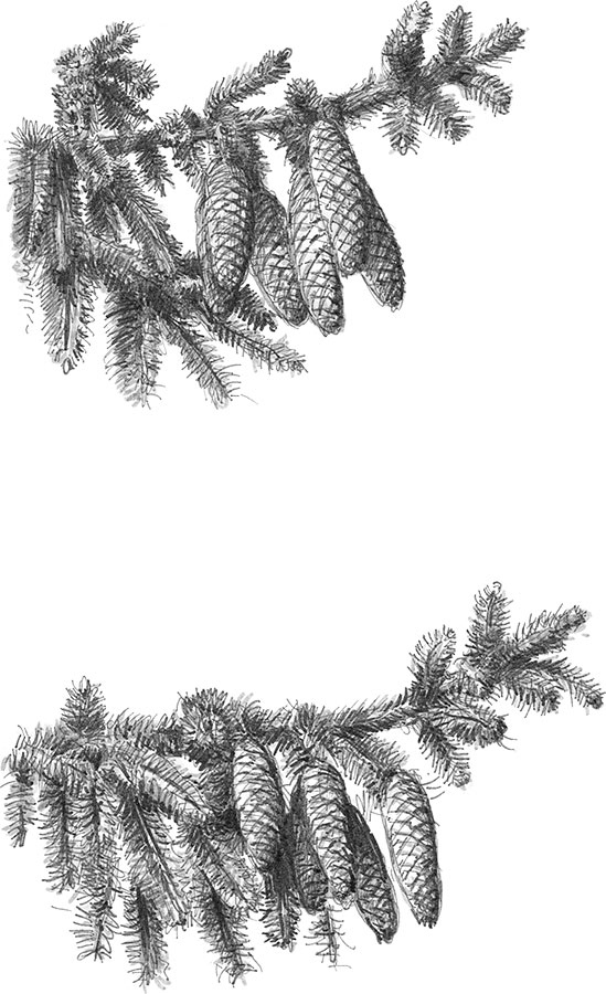 Иллюстрация к книге — Лес. Как устроена лесная экосистема [i_002.jpg]