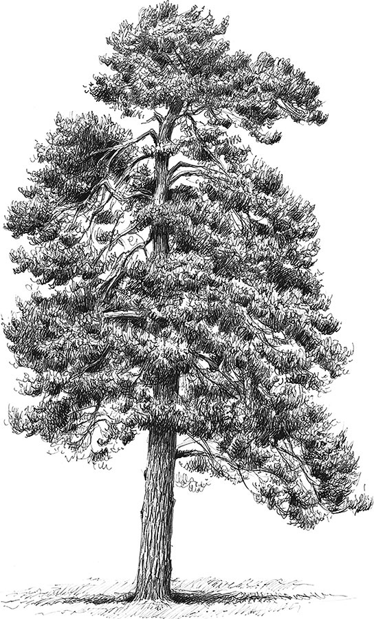 Иллюстрация к книге — Лес. Как устроена лесная экосистема [i_003.jpg]