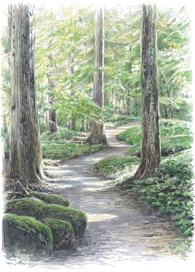 Иллюстрация к книге — Лес. Как устроена лесная экосистема [i_005.jpg]