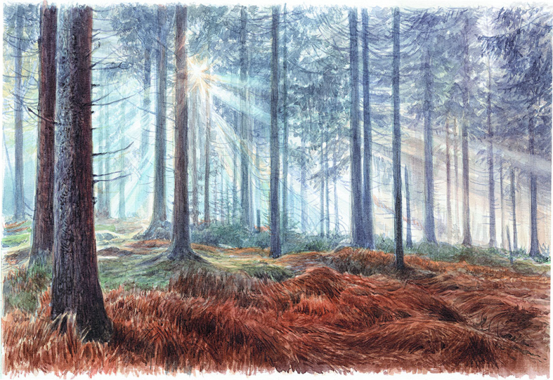 Иллюстрация к книге — Лес. Как устроена лесная экосистема [i_008.jpg]